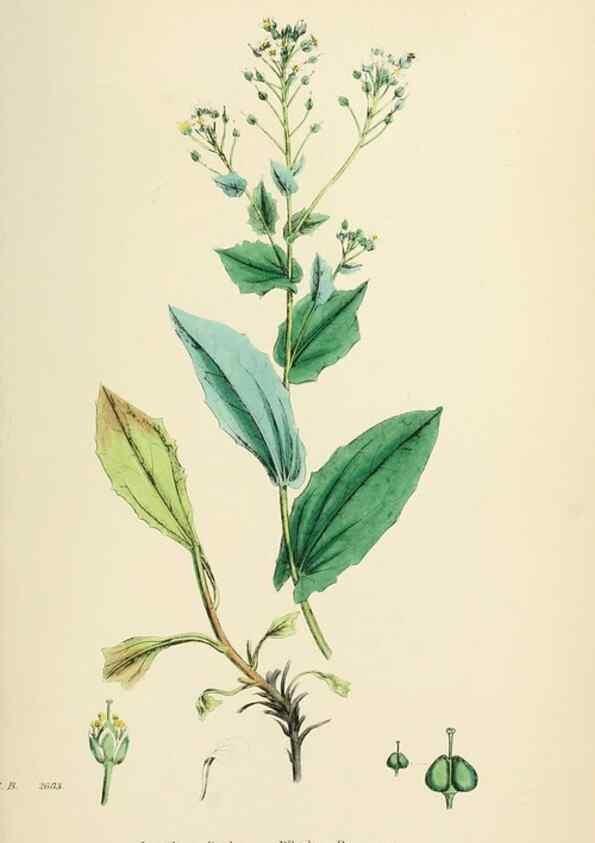 Reproducción/Reproduction 48717188416: English botany, or, Coloured figures of British plants /. London :R. Hardwicke,1863-1886.. 