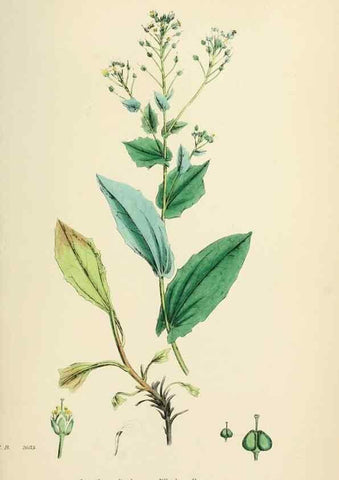 Reproducción/Reproduction 48717188416: English botany, or, Coloured figures of British plants /. London :R. Hardwicke,1863-1886.. 