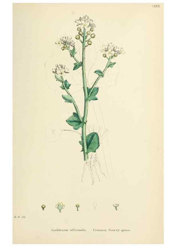 Reproducción/Reproduction 48717178646: English botany, or, Coloured figures of British plants /. London :R. Hardwicke,1863-1886.. 