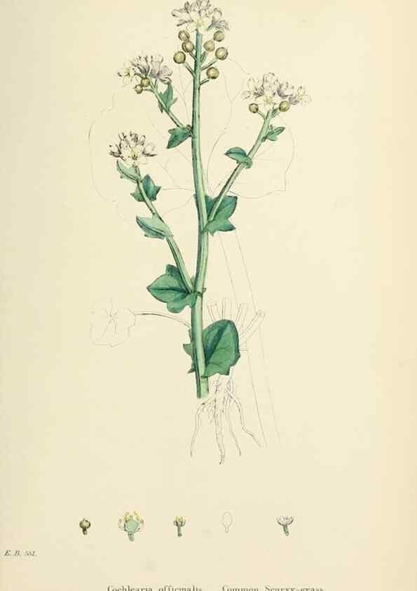 Reproducción/Reproduction 48717178646: English botany, or, Coloured figures of British plants /. London :R. Hardwicke,1863-1886.. 