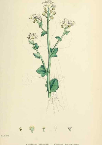 Reproducción/Reproduction 48717178646: English botany, or, Coloured figures of British plants /. London :R. Hardwicke,1863-1886.. 