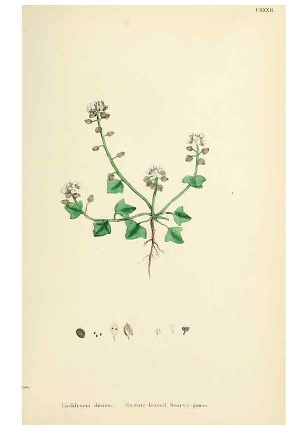 Reproducción/Reproduction 48717350517: English botany, or, Coloured figures of British plants /. London :R. Hardwicke,1863-1886.. 