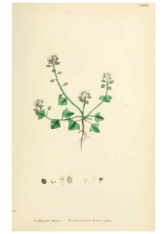 Reproducción/Reproduction 48717350517: English botany, or, Coloured figures of British plants /. London :R. Hardwicke,1863-1886.. 