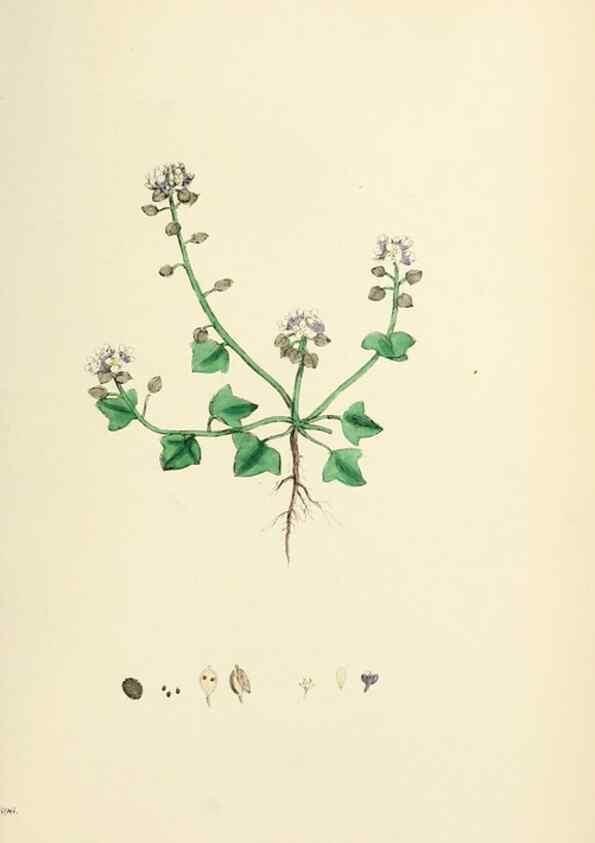 Reproducción/Reproduction 48717350517: English botany, or, Coloured figures of British plants /. London :R. Hardwicke,1863-1886.. 
