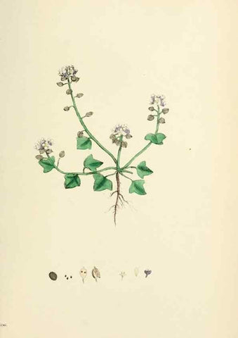 Reproducción/Reproduction 48717350517: English botany, or, Coloured figures of British plants /. London :R. Hardwicke,1863-1886.. 