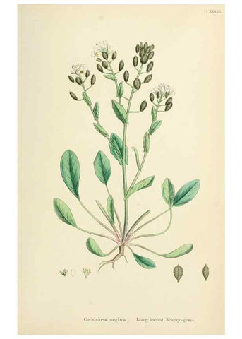 Reproducción/Reproduction 48716843833: English botany, or, Coloured figures of British plants /. London :R. Hardwicke,1863-1886.. 