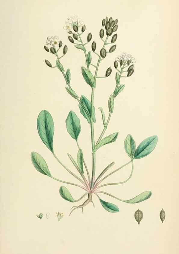 Reproducción/Reproduction 48716843833: English botany, or, Coloured figures of British plants /. London :R. Hardwicke,1863-1886.. 
