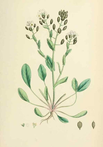 Reproducción/Reproduction 48716843833: English botany, or, Coloured figures of British plants /. London :R. Hardwicke,1863-1886.. 