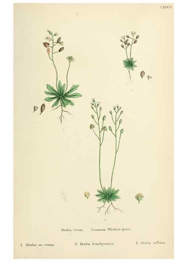 Reproducción/Reproduction 48717351117: English botany, or, Coloured figures of British plants /. London :R. Hardwicke,1863-1886.. 