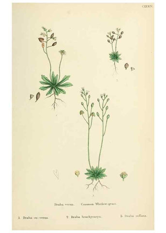 Reproducción/Reproduction 48717351117: English botany, or, Coloured figures of British plants /. London :R. Hardwicke,1863-1886.. 