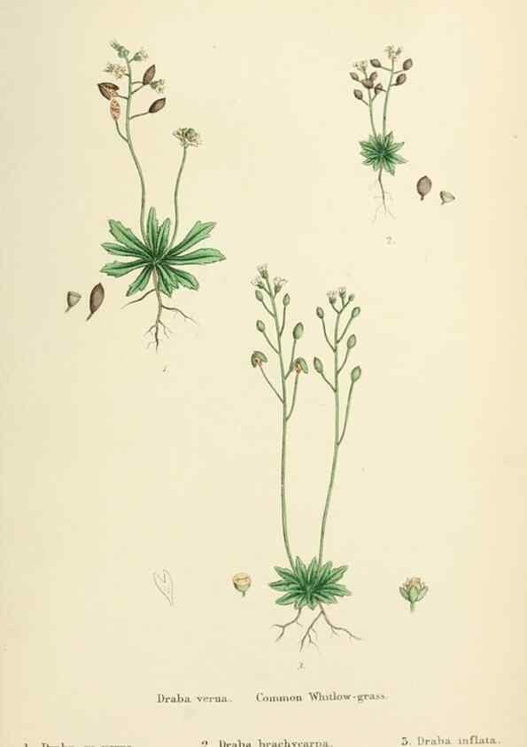 Reproducción/Reproduction 48717351117: English botany, or, Coloured figures of British plants /. London :R. Hardwicke,1863-1886.. 