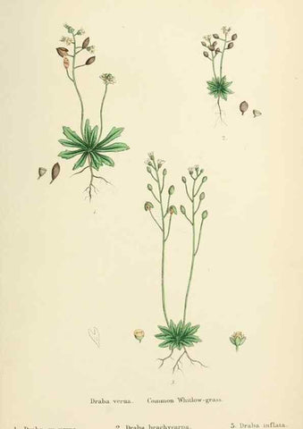 Reproducción/Reproduction 48717351117: English botany, or, Coloured figures of British plants /. London :R. Hardwicke,1863-1886.. 