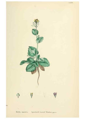 Reproducción/Reproduction 48716844448: English botany, or, Coloured figures of British plants /. London :R. Hardwicke,1863-1886.. 