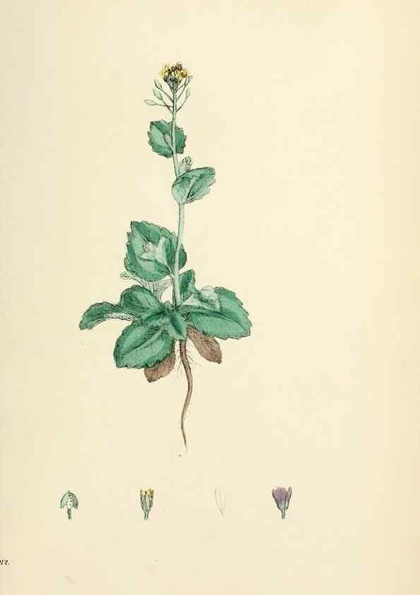 Reproducción/Reproduction 48716844448: English botany, or, Coloured figures of British plants /. London :R. Hardwicke,1863-1886.. 