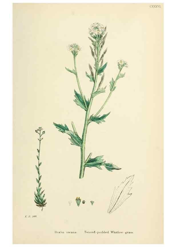Reproducción/Reproduction 48717180491: English botany, or, Coloured figures of British plants /. London :R. Hardwicke,1863-1886.. 