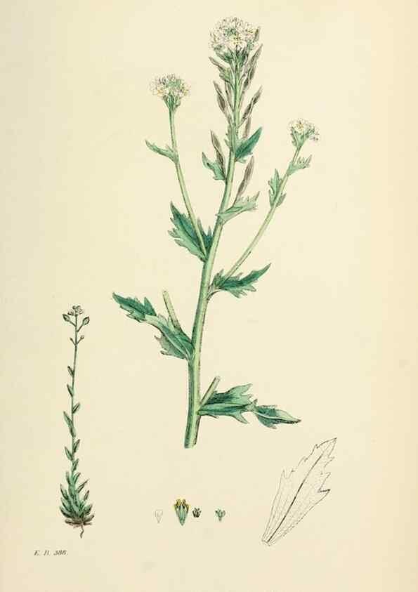 Reproducción/Reproduction 48717180491: English botany, or, Coloured figures of British plants /. London :R. Hardwicke,1863-1886.. 