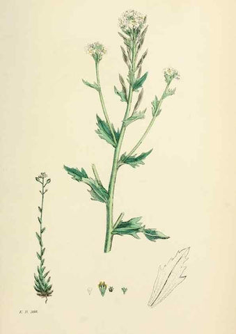 Reproducción/Reproduction 48717180491: English botany, or, Coloured figures of British plants /. London :R. Hardwicke,1863-1886.. 