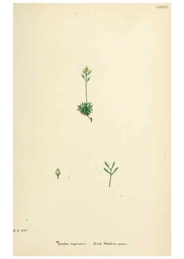Reproducción/Reproduction 48717180866: English botany, or, Coloured figures of British plants /. London :R. Hardwicke,1863-1886.. 