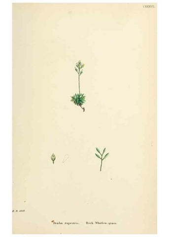 Reproducción/Reproduction 48717180866: English botany, or, Coloured figures of British plants /. London :R. Hardwicke,1863-1886.. 