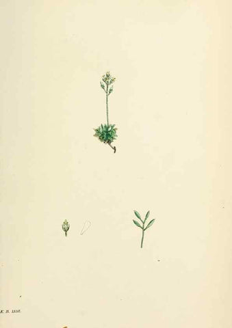 Reproducción/Reproduction 48717180866: English botany, or, Coloured figures of British plants /. London :R. Hardwicke,1863-1886.. 