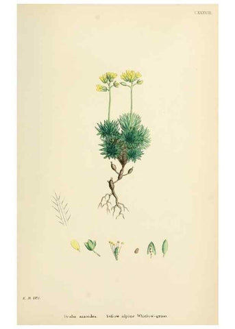 Reproducción/Reproduction 48717181076: English botany, or, Coloured figures of British plants /. London :R. Hardwicke,1863-1886.. 