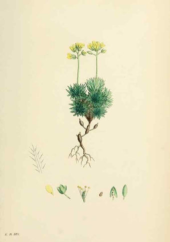 Reproducción/Reproduction 48717181076: English botany, or, Coloured figures of British plants /. London :R. Hardwicke,1863-1886.. 
