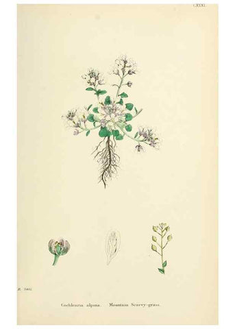 Reproducción/Reproduction 48716843263: English botany, or, Coloured figures of British plants /. London :R. Hardwicke,1863-1886.. 