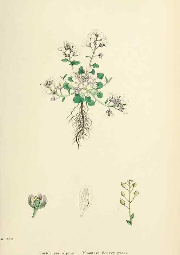 Reproducción/Reproduction 48716843263: English botany, or, Coloured figures of British plants /. London :R. Hardwicke,1863-1886.. 