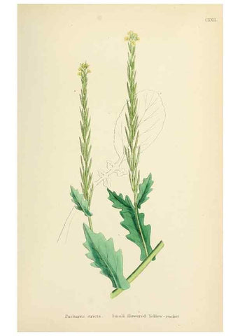 Reproducción/Reproduction 48716840138: English botany, or, Coloured figures of British plants /. London :R. Hardwicke,1863-1886.. 