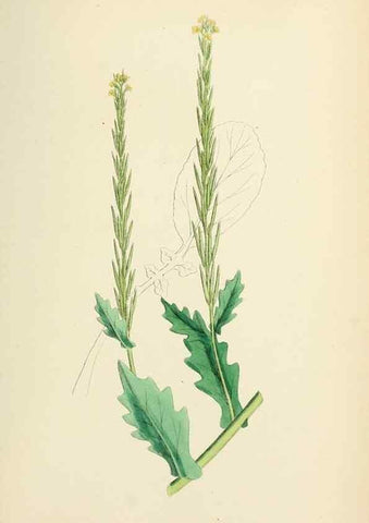 Reproducción/Reproduction 48716840138: English botany, or, Coloured figures of British plants /. London :R. Hardwicke,1863-1886.. 