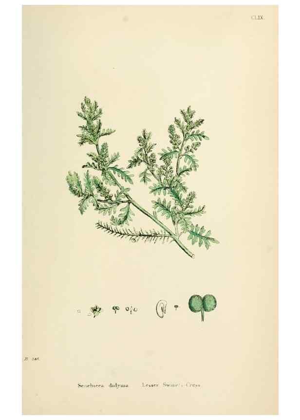 Reproducción/Reproduction 48716852888: English botany, or, Coloured figures of British plants /. London :R. Hardwicke,1863-1886.. 