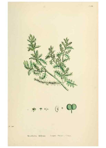 Reproducción/Reproduction 48716852888: English botany, or, Coloured figures of British plants /. London :R. Hardwicke,1863-1886.. 