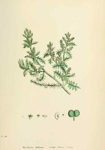 Reproducción/Reproduction 48716852888: English botany, or, Coloured figures of British plants /. London :R. Hardwicke,1863-1886.. 
