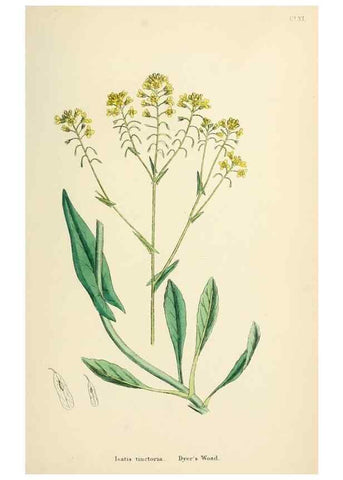 Reproducción/Reproduction 48717189496: English botany, or, Coloured figures of British plants /. London :R. Hardwicke,1863-1886.. 
