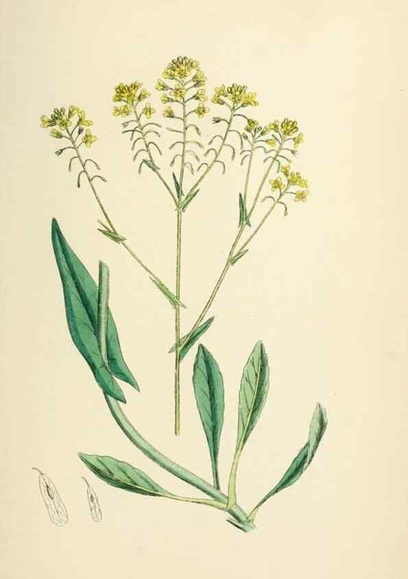 Reproducción/Reproduction 48717189496: English botany, or, Coloured figures of British plants /. London :R. Hardwicke,1863-1886.. 