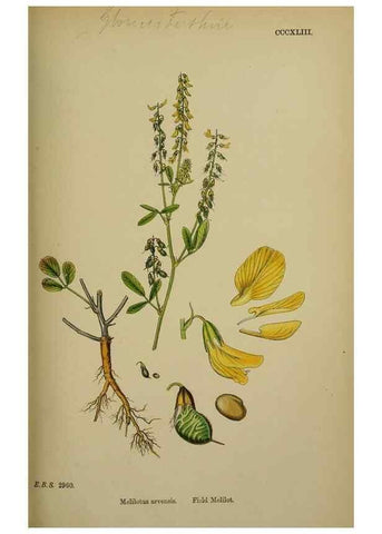 Reproducción/Reproduction 48716911753: English botany, or, Coloured figures of British plants /. London :R. Hardwicke,1863-1886.. 