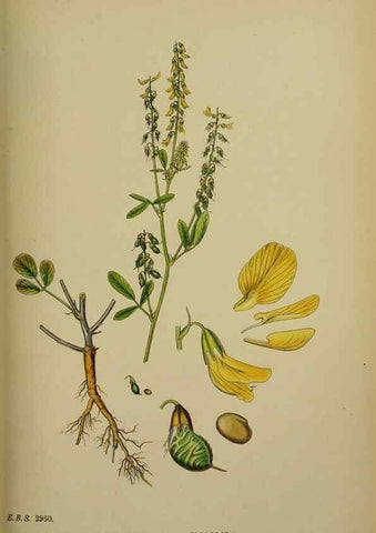 Reproducción/Reproduction 48716911753: English botany, or, Coloured figures of British plants /. London :R. Hardwicke,1863-1886.. 