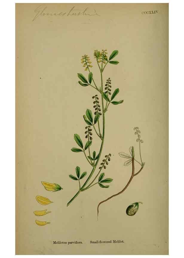 Reproducción/Reproduction 48717419077: English botany, or, Coloured figures of British plants /. London :R. Hardwicke,1863-1886.. 