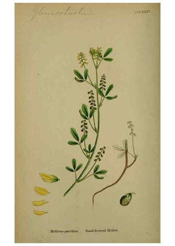 Reproducción/Reproduction 48717419077: English botany, or, Coloured figures of British plants /. London :R. Hardwicke,1863-1886.. 