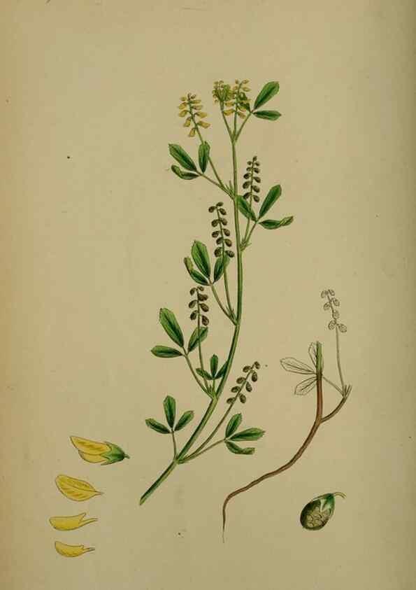 Reproducción/Reproduction 48717419077: English botany, or, Coloured figures of British plants /. London :R. Hardwicke,1863-1886.. 