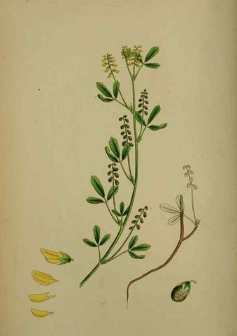Reproducción/Reproduction 48717419077: English botany, or, Coloured figures of British plants /. London :R. Hardwicke,1863-1886.. 