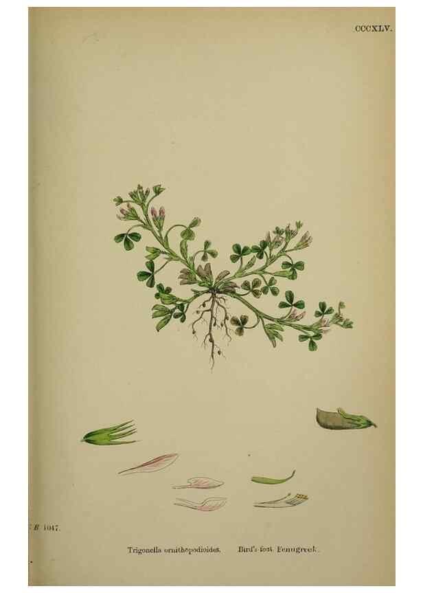 Reproducción/Reproduction 48716912278: English botany, or, Coloured figures of British plants /. London :R. Hardwicke,1863-1886.. 