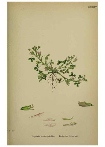 Reproducción/Reproduction 48716912278: English botany, or, Coloured figures of British plants /. London :R. Hardwicke,1863-1886.. 