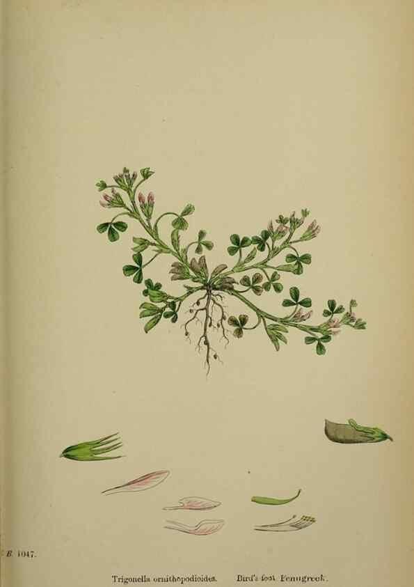 Reproducción/Reproduction 48716912278: English botany, or, Coloured figures of British plants /. London :R. Hardwicke,1863-1886.. 