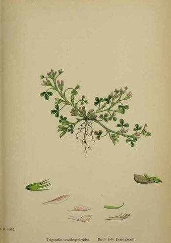 Reproducción/Reproduction 48716912278: English botany, or, Coloured figures of British plants /. London :R. Hardwicke,1863-1886.. 