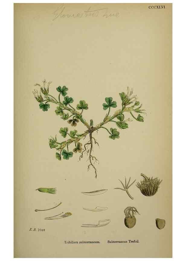 Reproducción/Reproduction 48717419512: English botany, or, Coloured figures of British plants /. London :R. Hardwicke,1863-1886.. 