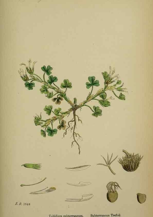 Reproducción/Reproduction 48717419512: English botany, or, Coloured figures of British plants /. London :R. Hardwicke,1863-1886.. 