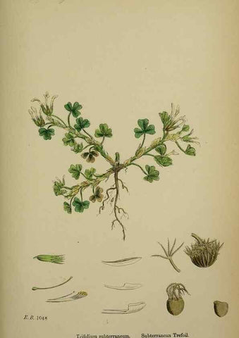 Reproducción/Reproduction 48717419512: English botany, or, Coloured figures of British plants /. London :R. Hardwicke,1863-1886.. 