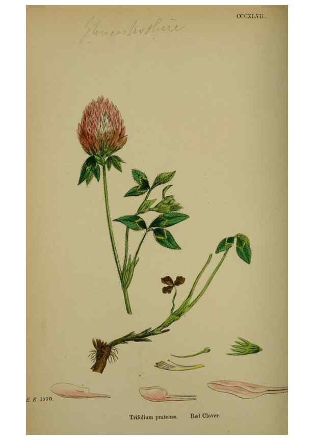 Reproducción/Reproduction 48717419882: English botany, or, Coloured figures of British plants /. London :R. Hardwicke,1863-1886.. 