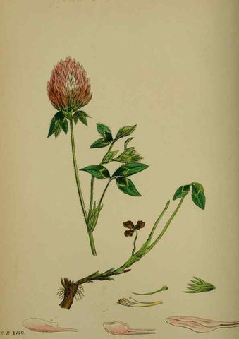 Reproducción/Reproduction 48717419882: English botany, or, Coloured figures of British plants /. London :R. Hardwicke,1863-1886.. 